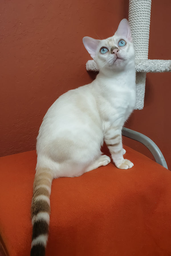 Boss | Bengal Kitten