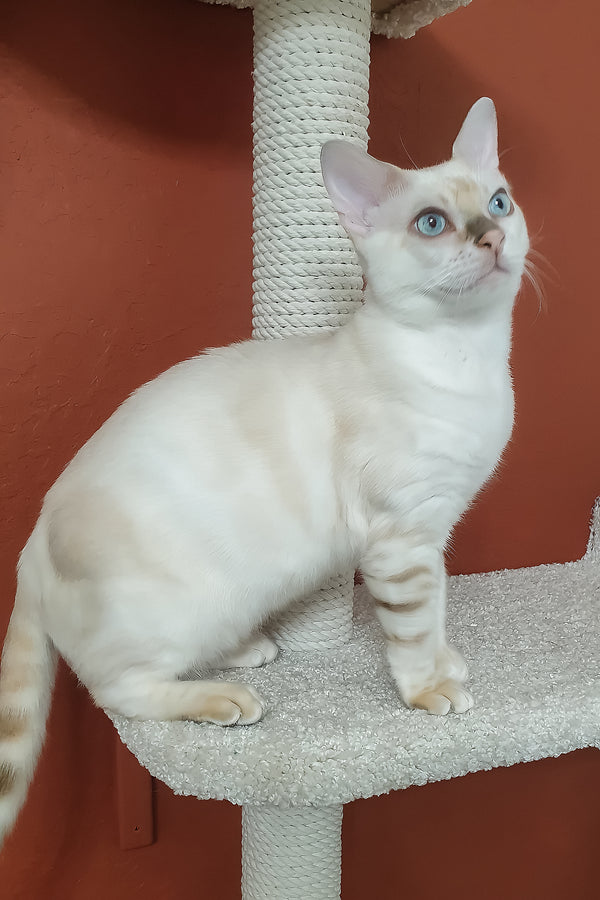Boss | Bengal Kitten