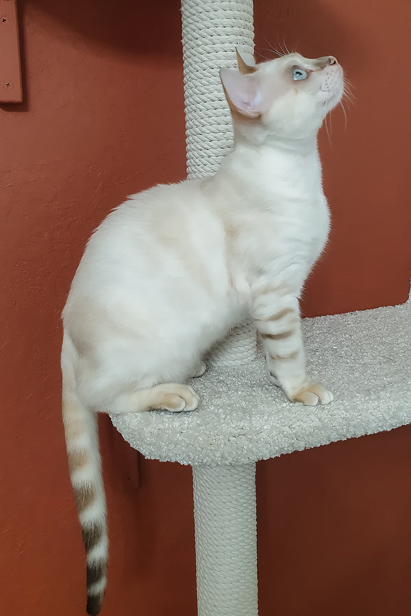 Boss | Bengal Kitten