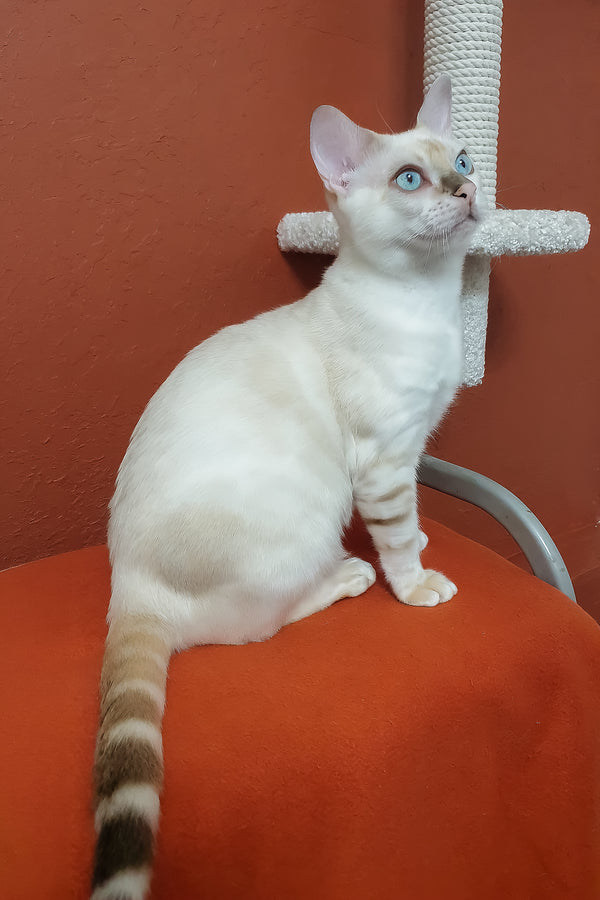 Boss | Bengal Kitten