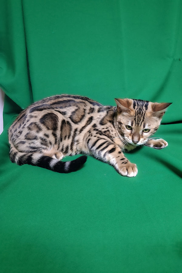 Bouncy | Bengal Kitten