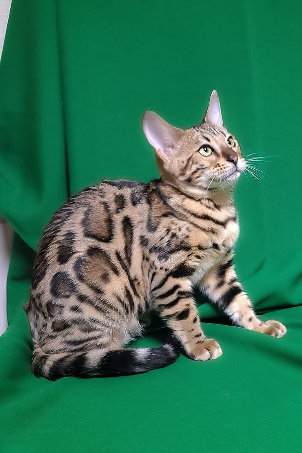 Bouncy | Bengal Kitten