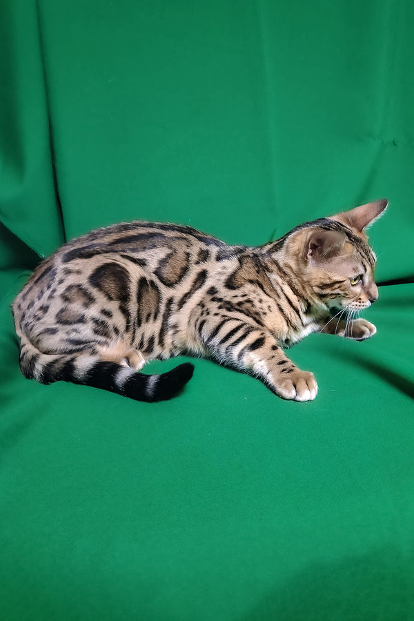 Bouncy | Bengal Kitten