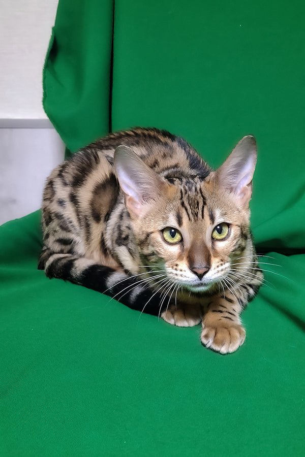 Bouncy | Bengal Kitten