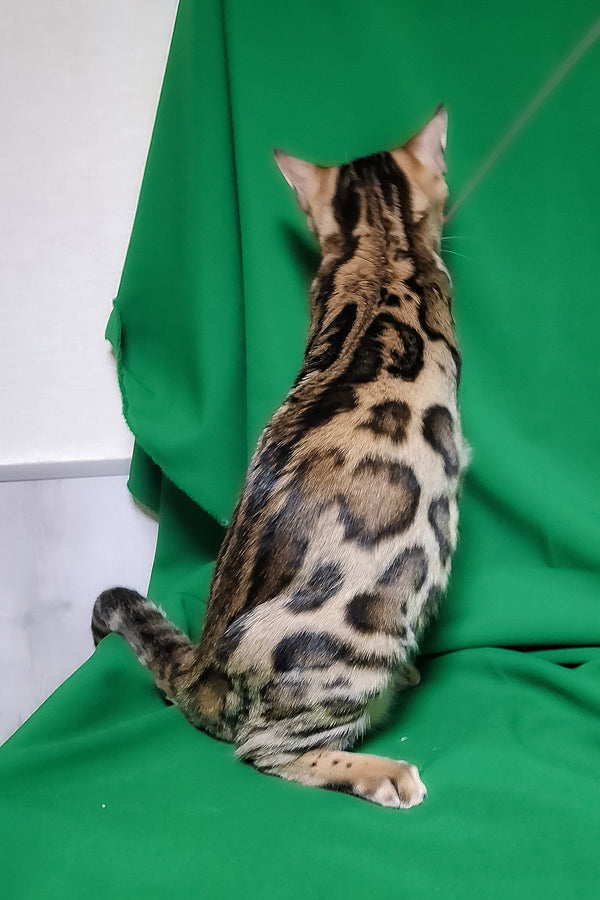 Bouncy | Bengal Kitten