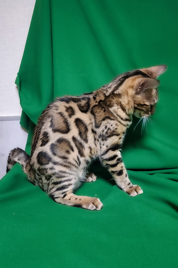 Bouncy | Bengal Kitten