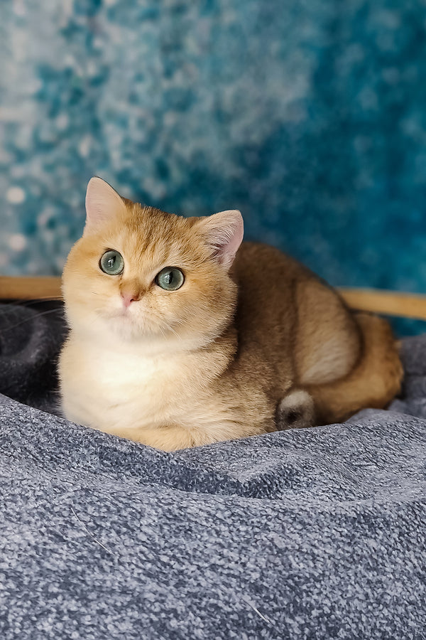 Jasmin | British Shorthair Kitten