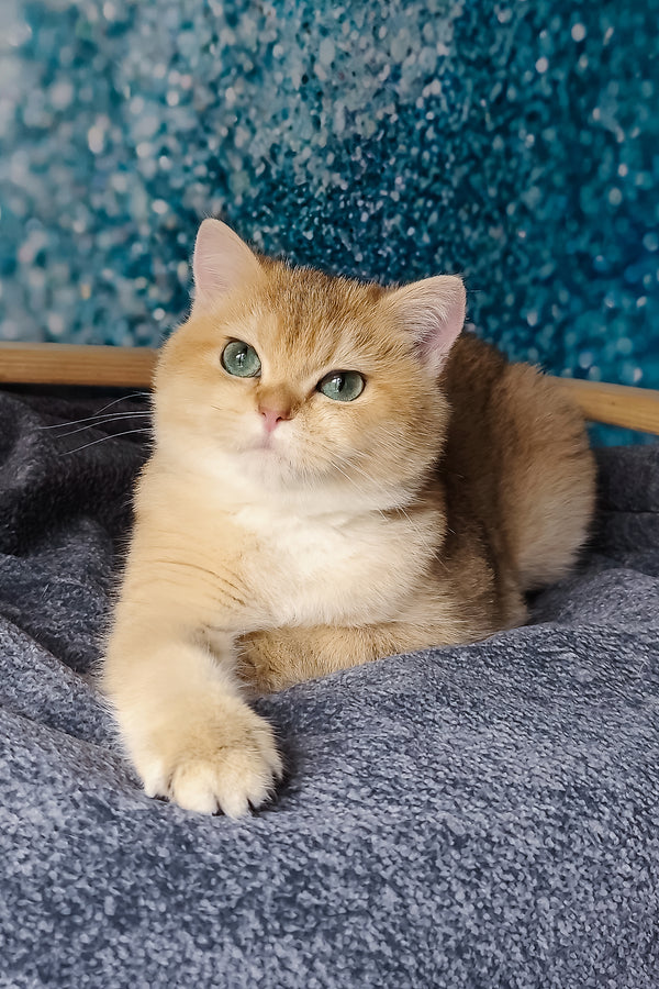 Jasmin | British Shorthair Kitten