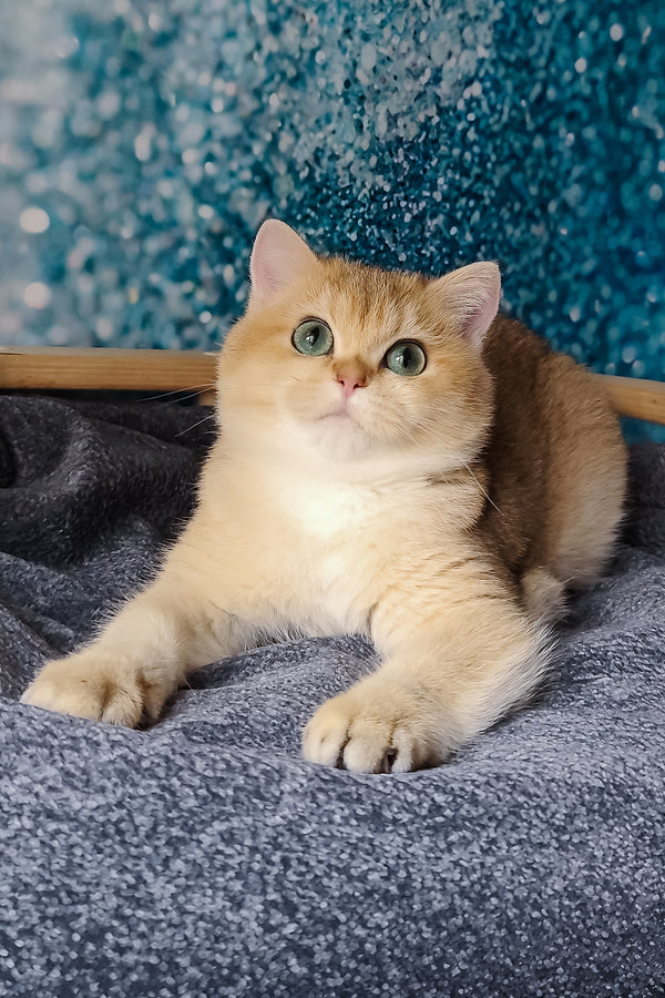 Jasmin | British Shorthair Kitten