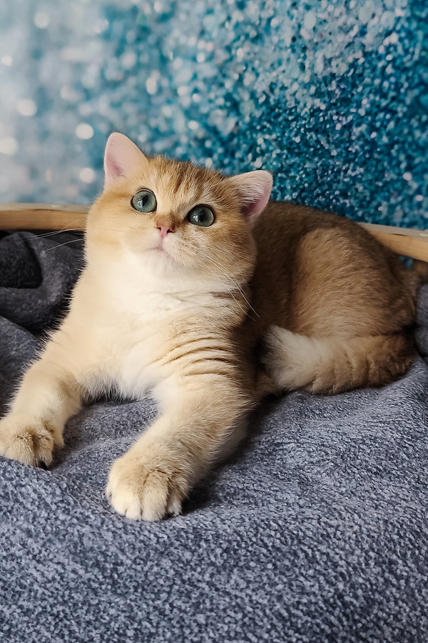 Jasmin | British Shorthair Kitten