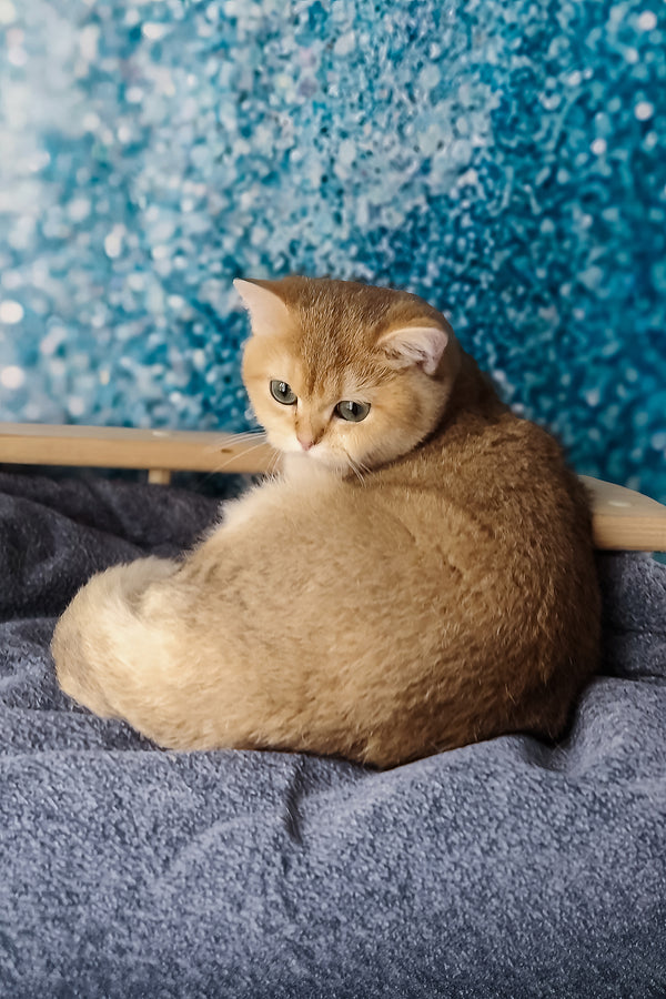 Jasmin | British Shorthair Kitten