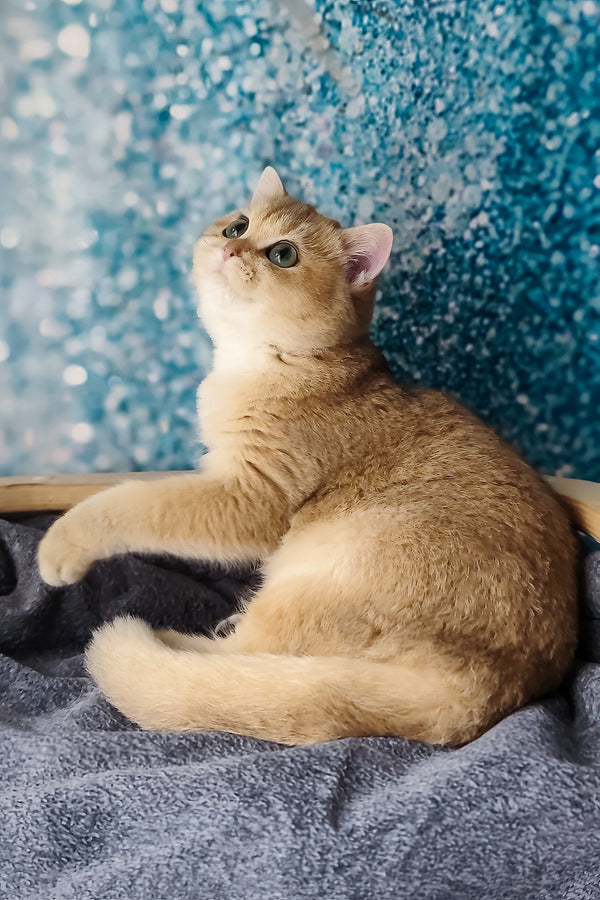 Jasmin | British Shorthair Kitten