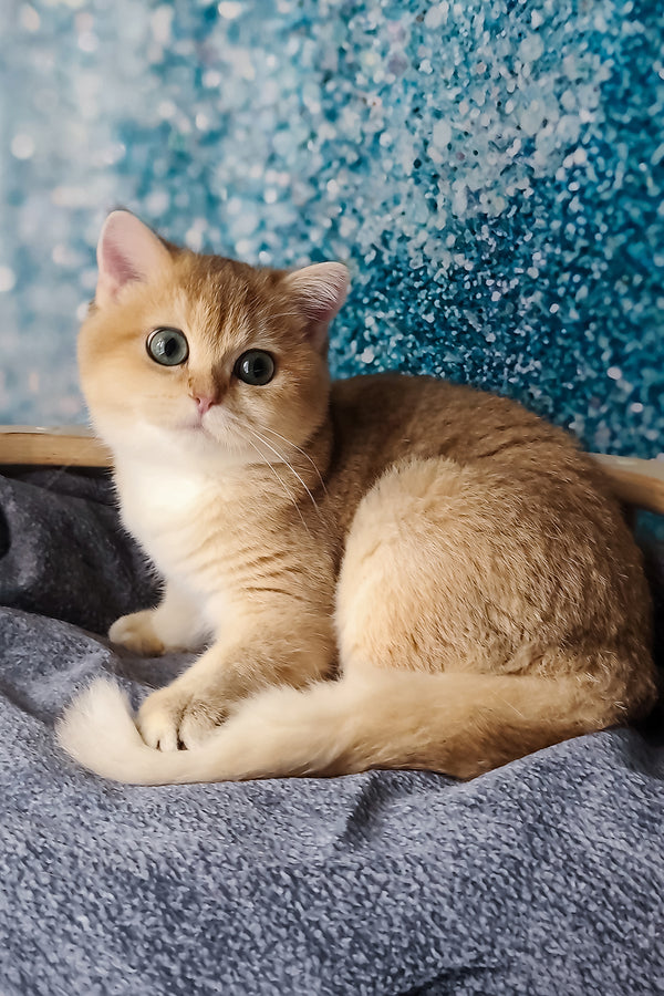 Jasmin | British Shorthair Kitten
