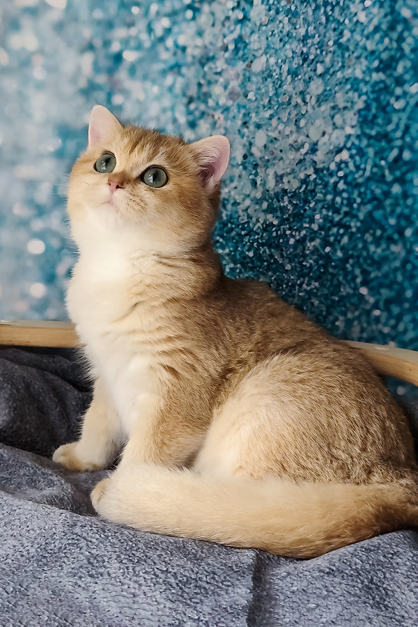 Jasmin | British Shorthair Kitten