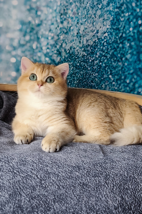 Jasmin | British Shorthair Kitten