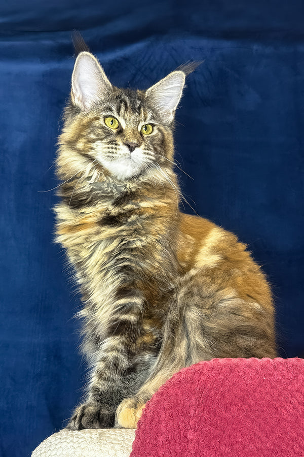 Calina | Maine Coon Kitten