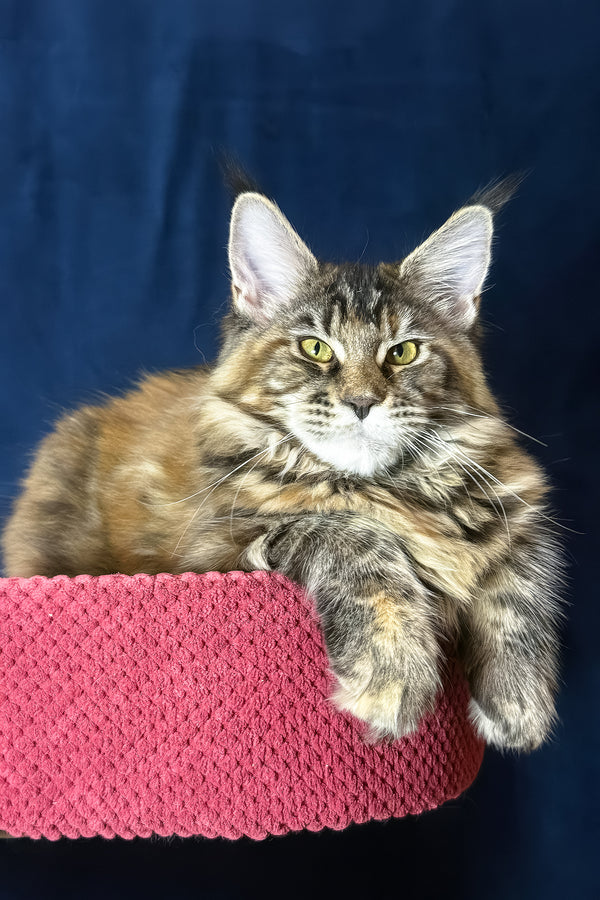 Calina | Maine Coon Kitten