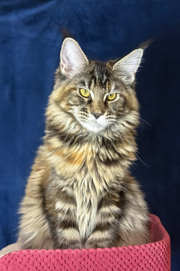 Calina | Maine Coon Kitten