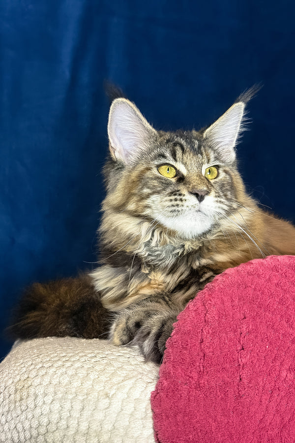 Calina | Maine Coon Kitten