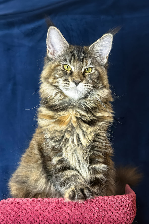 Calina | Maine Coon Kitten