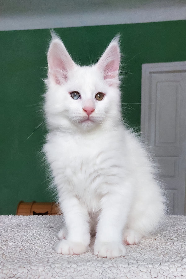 Caliph | Maine Coon Kitten