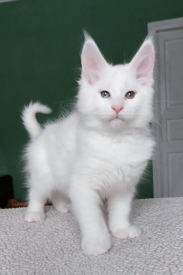 Caliph | Maine Coon Kitten