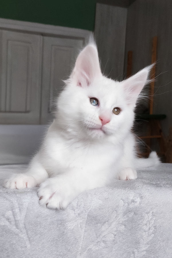Caliph | Maine Coon Kitten