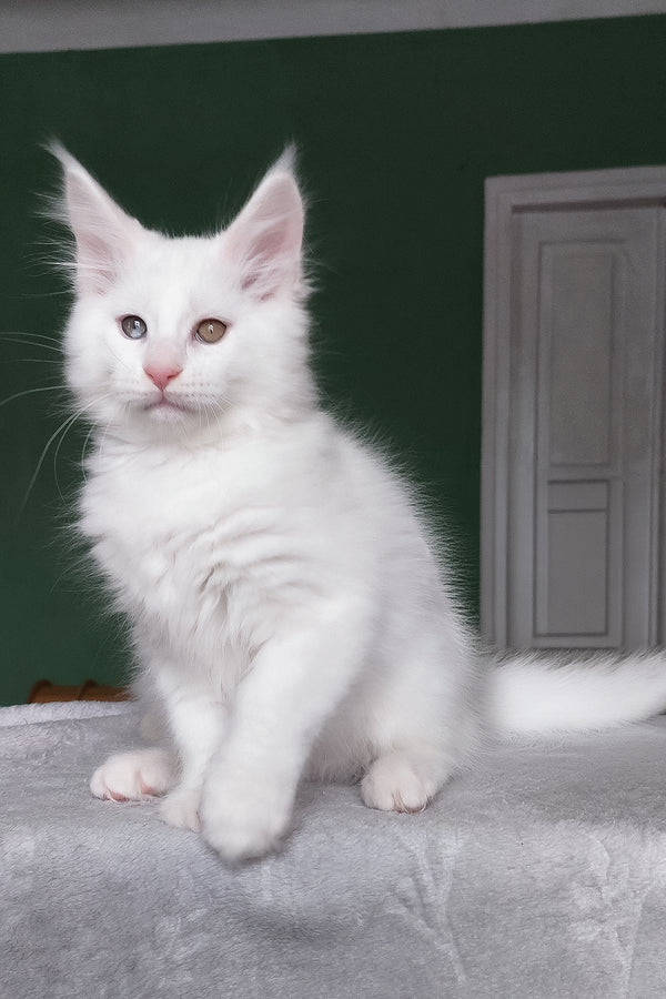 Caliph | Maine Coon Kitten
