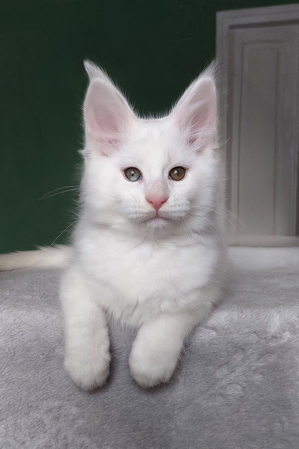Caliph | Maine Coon Kitten