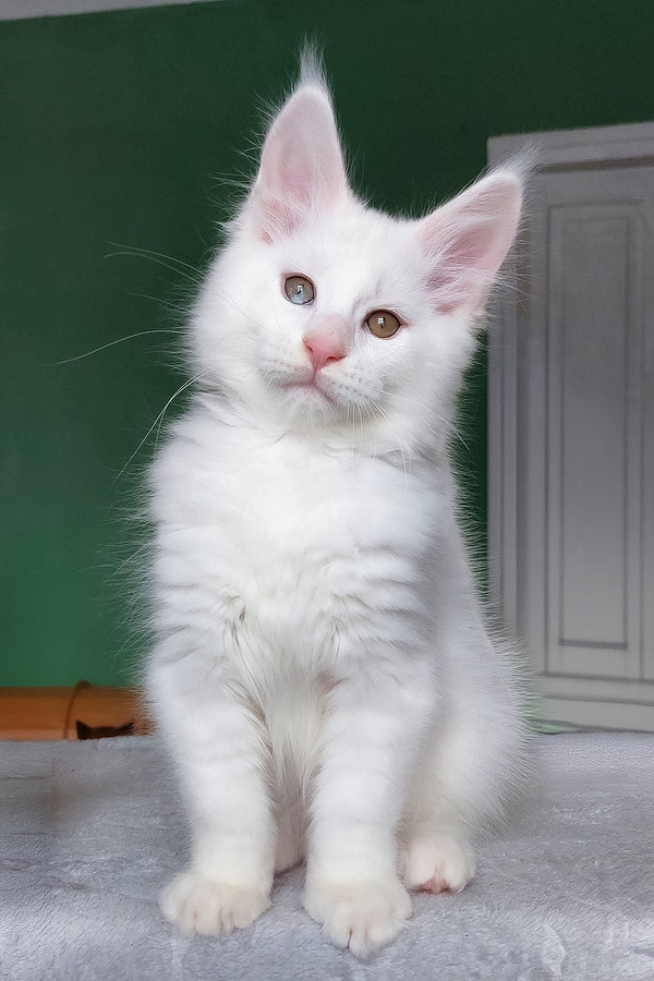 Caliph | Maine Coon Kitten