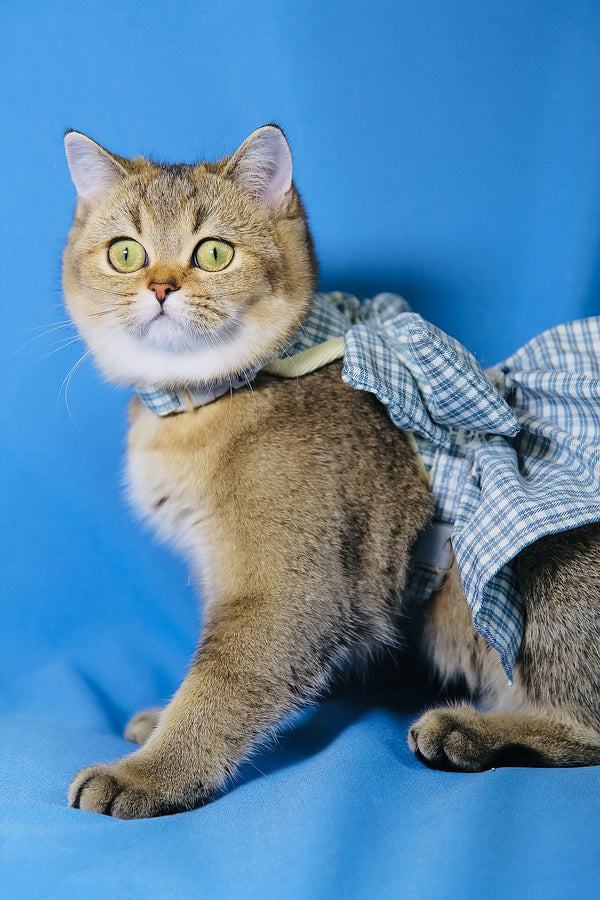 Candy Barbie | Scottish Straight Kitten