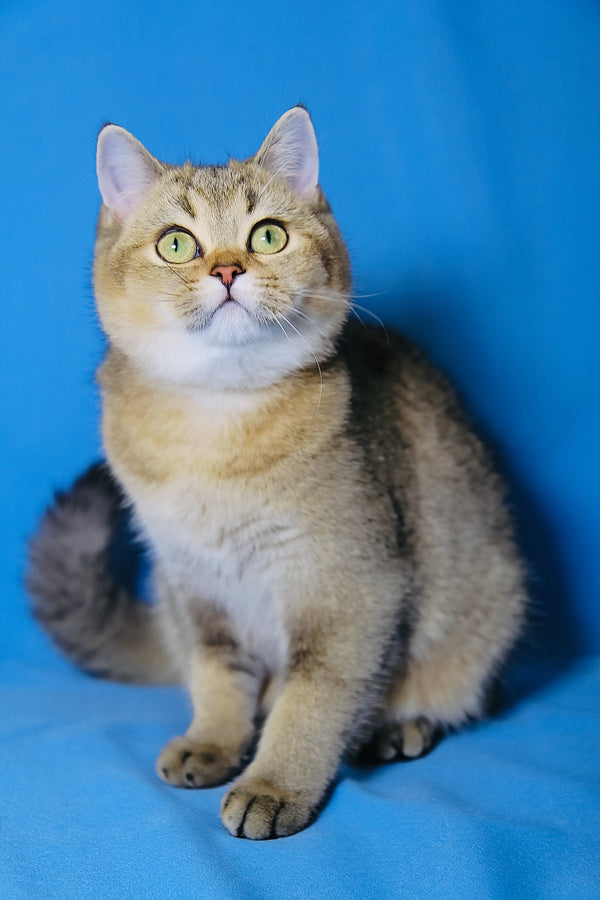 Candy Barbie | Scottish Straight Kitten