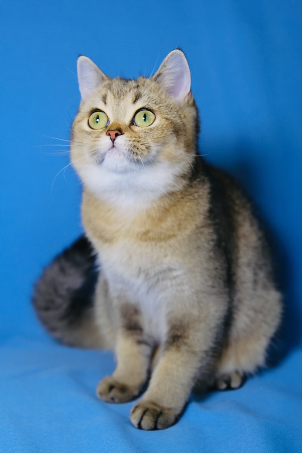 Candy Barbie | Scottish Straight Kitten