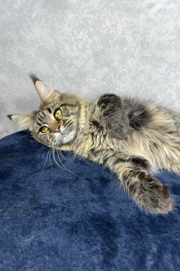 Caramel | Maine Coon Kitten