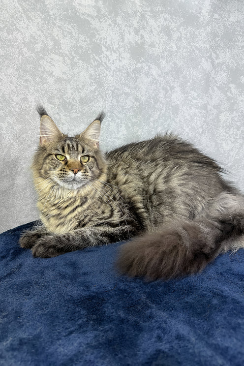 Caramel | Maine Coon Kitten