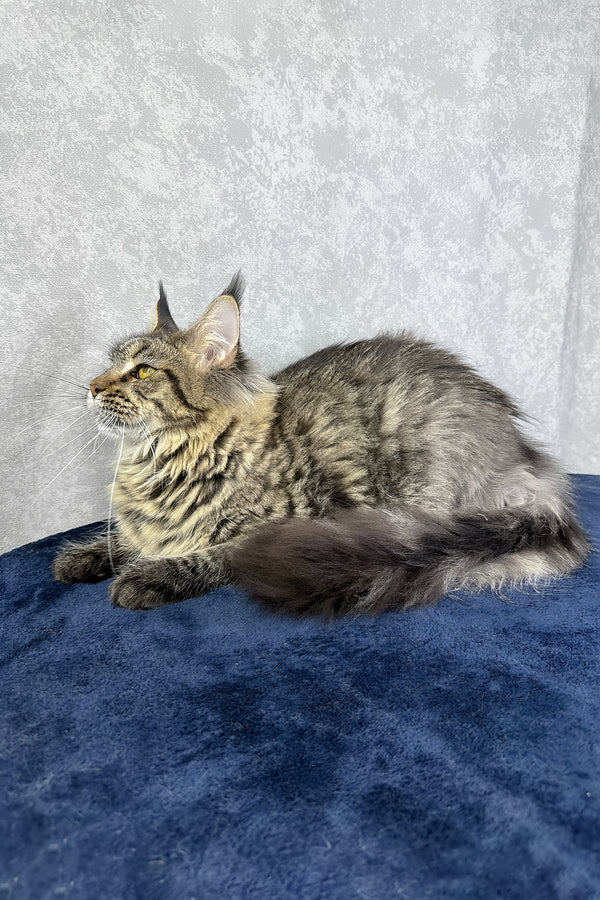 Caramel | Maine Coon Kitten