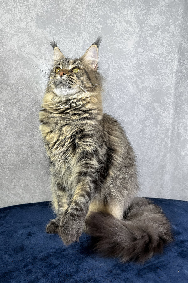 Caramel | Maine Coon Kitten