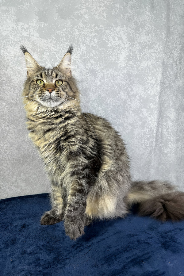 Caramel | Maine Coon Kitten