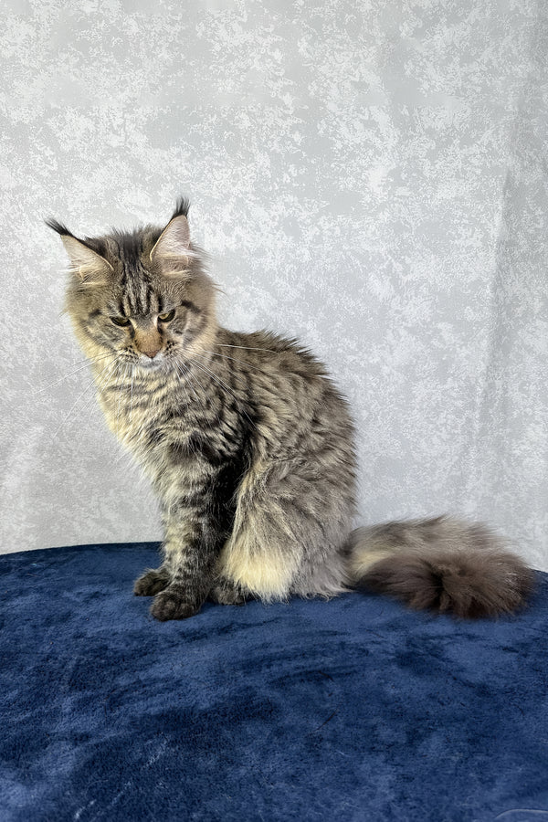 Caramel | Maine Coon Kitten