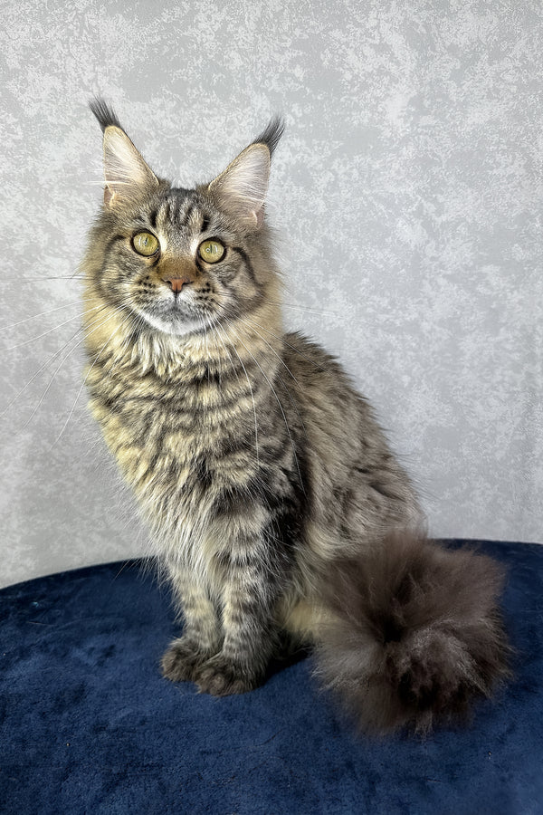 Caramel | Maine Coon Kitten