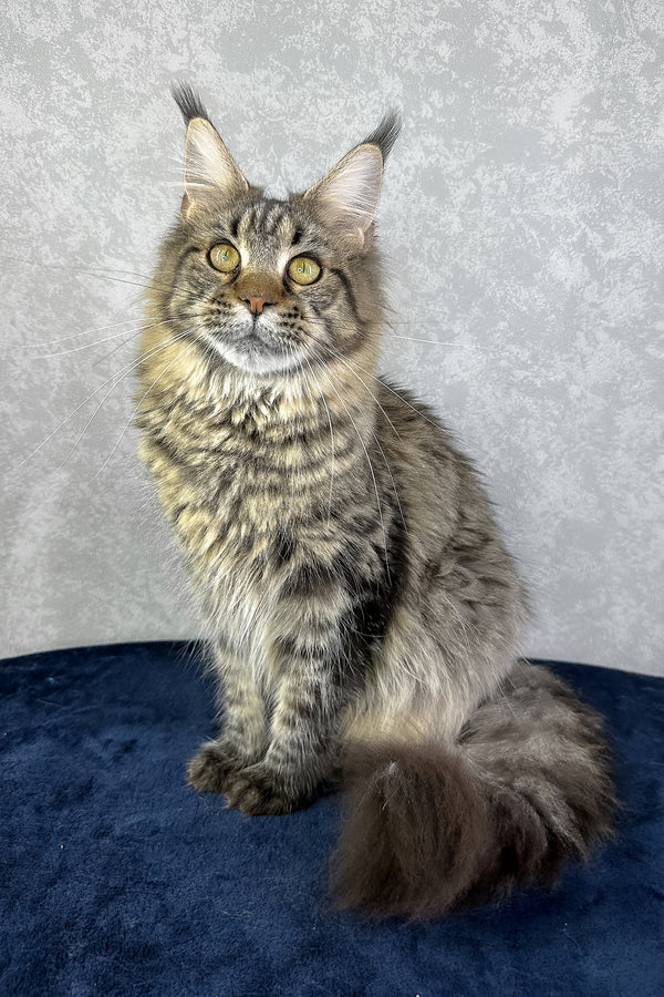 Caramel | Maine Coon Kitten