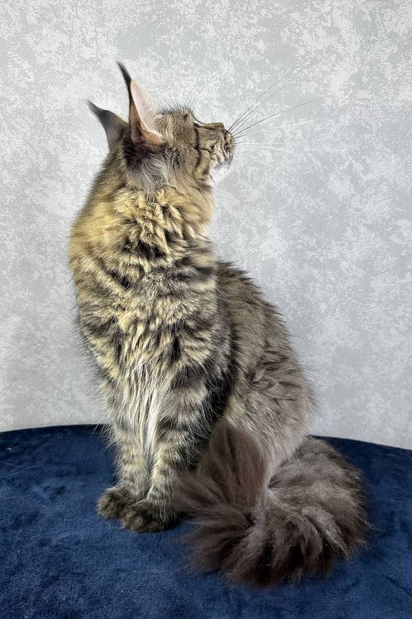 Caramel | Maine Coon Kitten