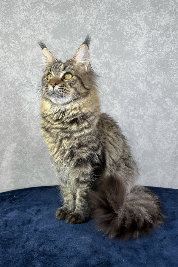 Caramel | Maine Coon Kitten