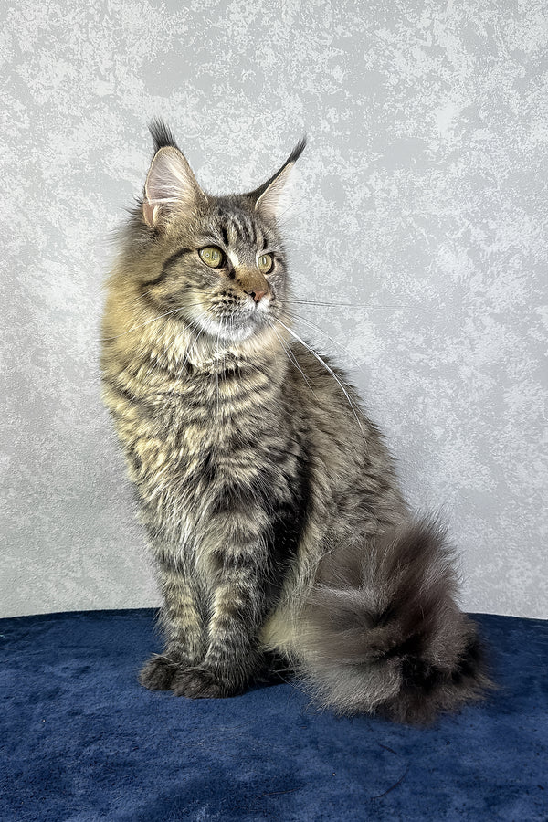 Caramel | Maine Coon Kitten