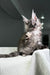 Carine | Maine Coon Kitten