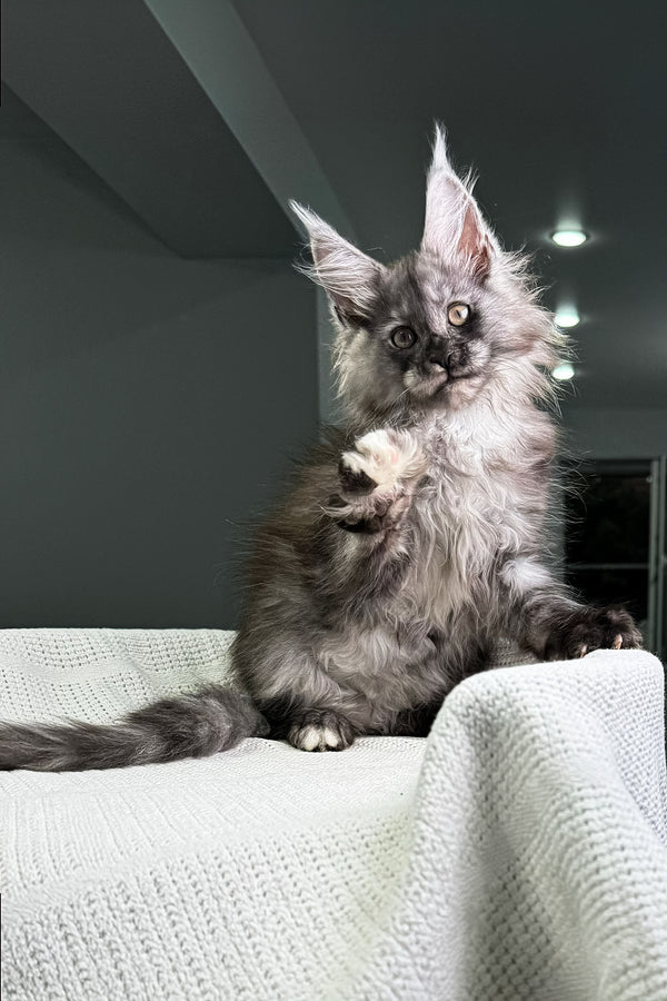 Carine | Maine Coon Kitten