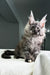 Carine | Maine Coon Kitten