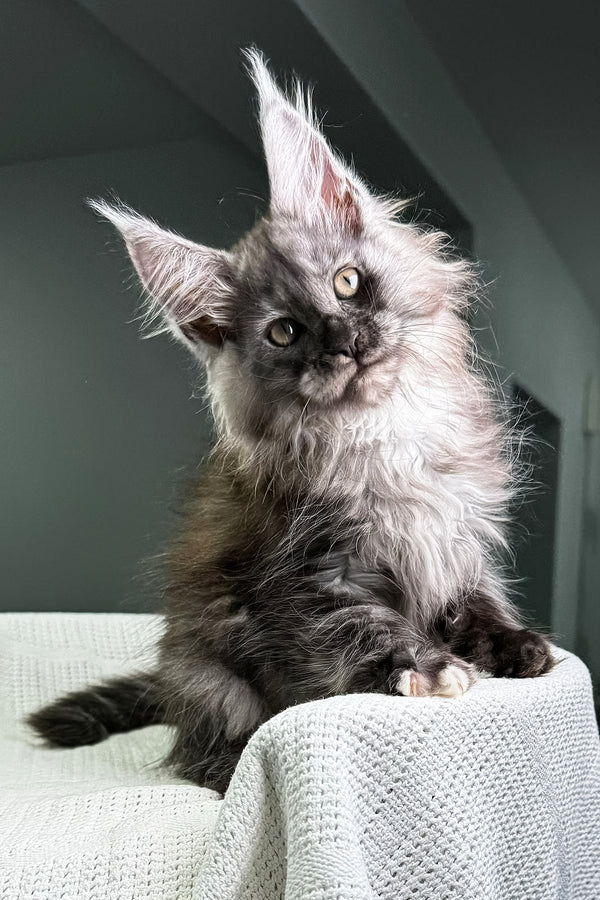 Carine | Maine Coon Kitten