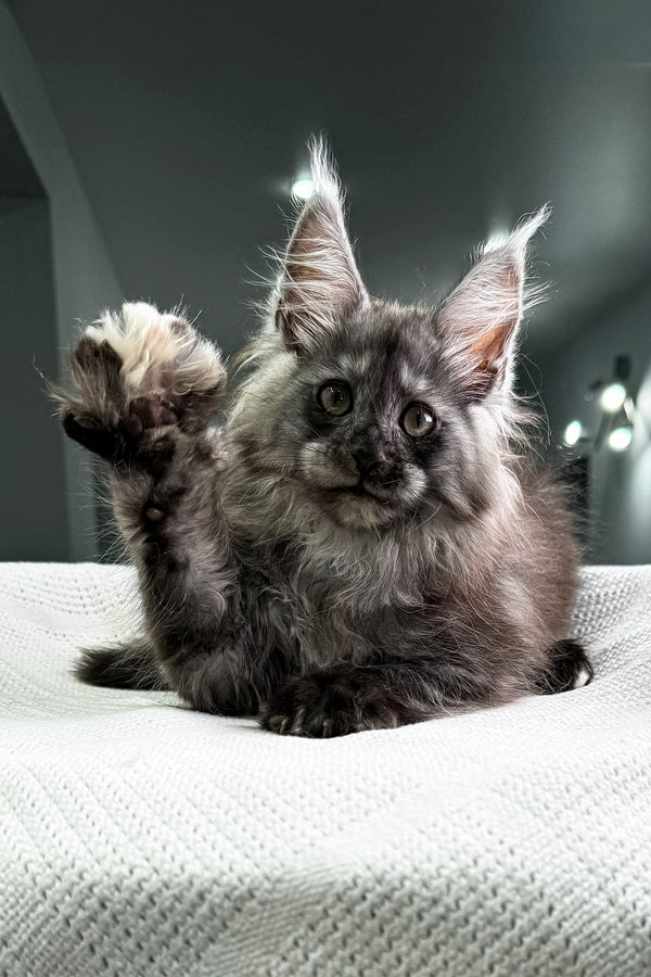 Carine | Maine Coon Kitten