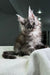 Carine | Maine Coon Kitten